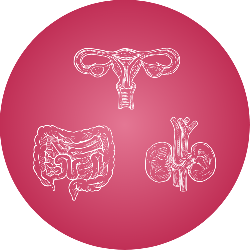 Bouton Anatomie - Abdomen et pelvis