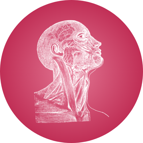 Bouton Anatomie - TC