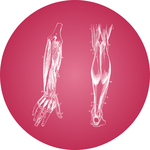 Anatomie - Parois et membres