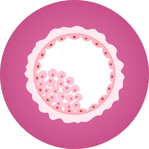 Bio. de la reproduction & Embryologie