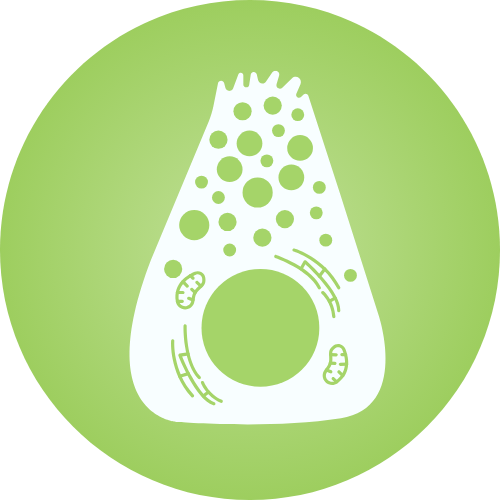 EC Biologie cellulaire